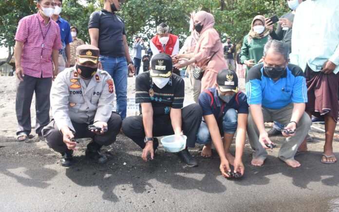 Bupati Djohan Lepas Penyu dan Tanam Pohon Kencana di Pantai Sedayu Gondang