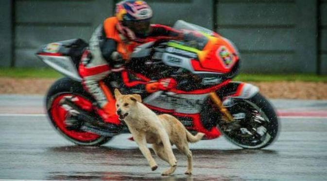 Selain Kerbau Mandalika, Ini Daftar Hewan Yang Viral Menjajal Sirkuit MotoGP…