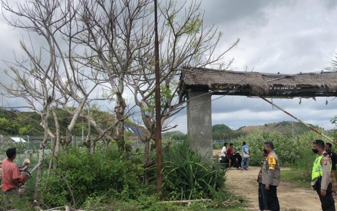 Viral Dijadikan Tribun Gratis, Pohon di Pinggir Sirkuit Mandalika Ditebang