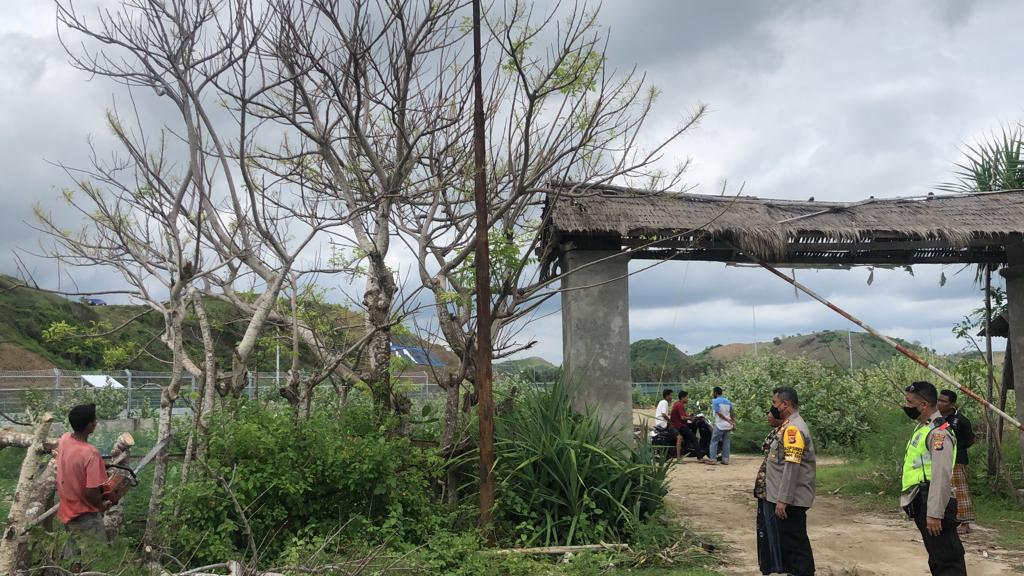 Viral Dijadikan Tribun Gratis, Pohon di Pinggir Sirkuit Mandalika Ditebang