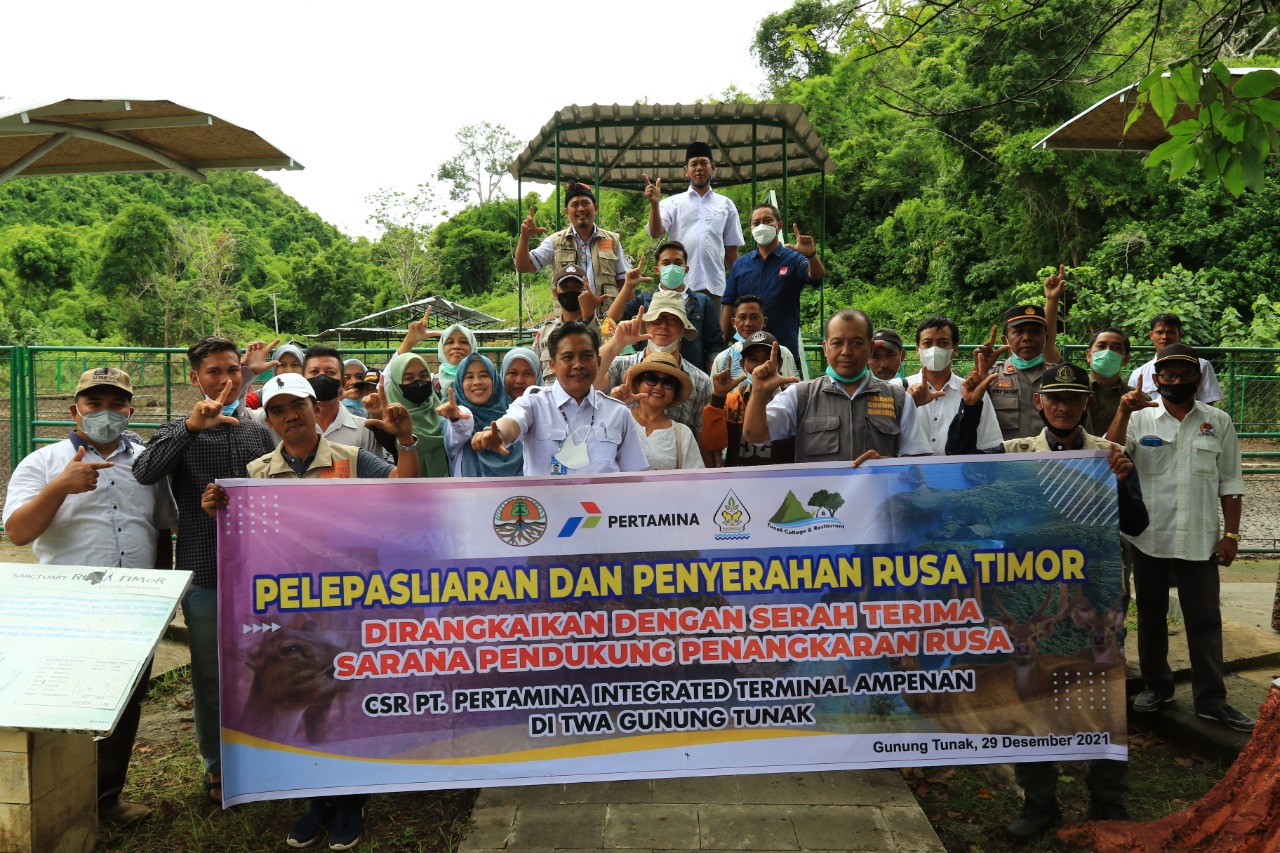 BKSDA NTB Lepasliarkan 9 Ekor Rusa Timor di Taman Wisata Alam Gunung Tunak