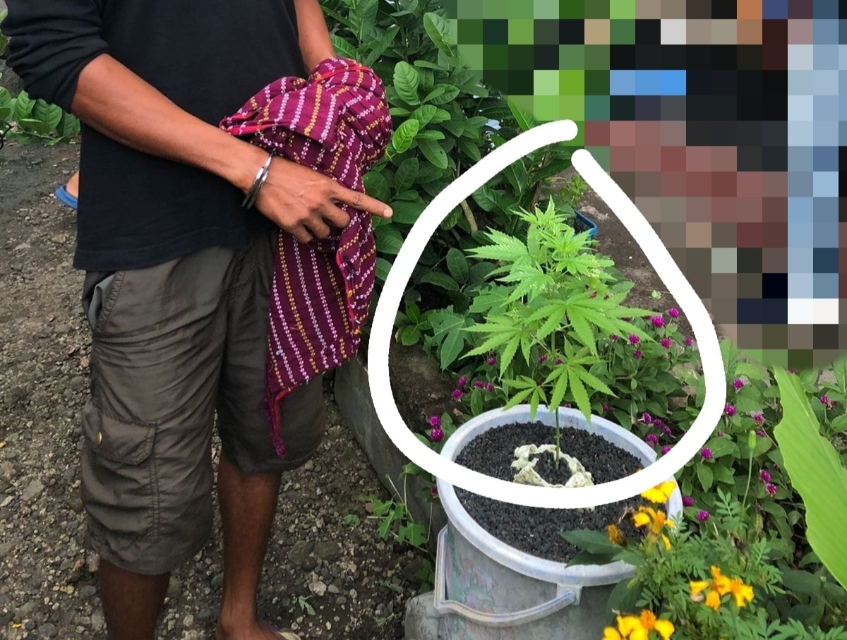 Tanam Pohon Ganja, Seorang Petani di Lombok Tengah Diamankan Polisi