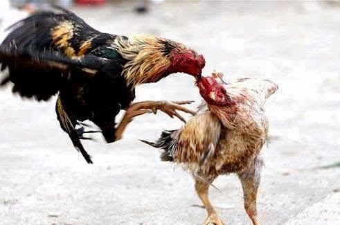 Judi Sabung Ayam di Desa Pengembur Lombok Tengah Dibubarkan Polisi