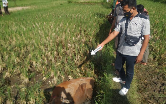 Diduga Hasil Curian, Seekor Sapi Yang Sudah Disembelih Lehernya Diamankan Polisi