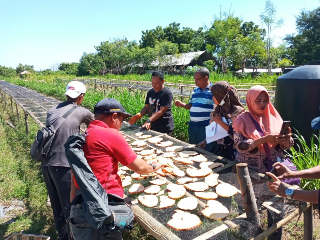 Balai Pelatihan dan Perkebunan Provinsi NTB Gelar Bimtek Budidaya Porang